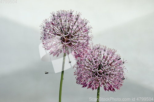 Image of Giant Allium flowers