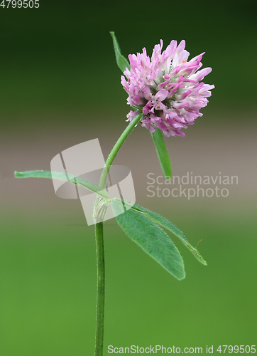 Image of Red Clover Flower