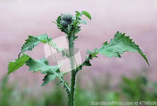 Image of Scottish thistle in meadow