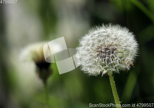 Image of Withered dandelion flower 