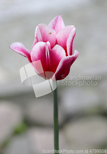 Image of Red tulip flower