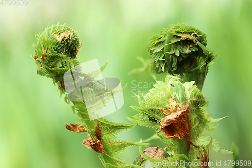 Image of Spring fern sprouts
