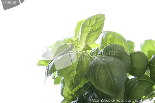 Image of basil background