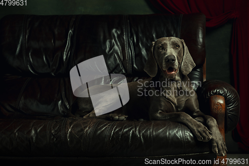 Image of Studio shot of weimaraner dog like a medieval aristocrat