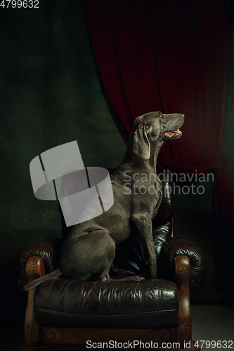 Image of Studio shot of weimaraner dog like a medieval aristocrat