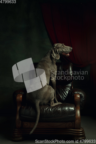 Image of Studio shot of weimaraner dog like a medieval aristocrat