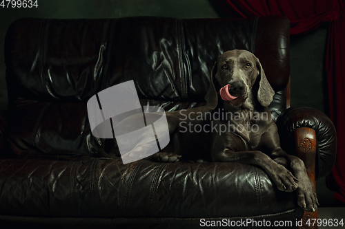 Image of Studio shot of weimaraner dog like a medieval aristocrat