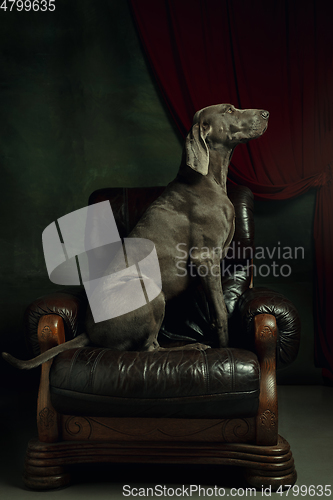 Image of Studio shot of weimaraner dog like a medieval aristocrat