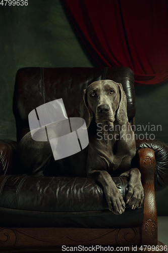 Image of Studio shot of weimaraner dog like a medieval aristocrat