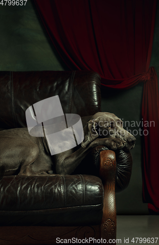 Image of Studio shot of weimaraner dog like a medieval aristocrat