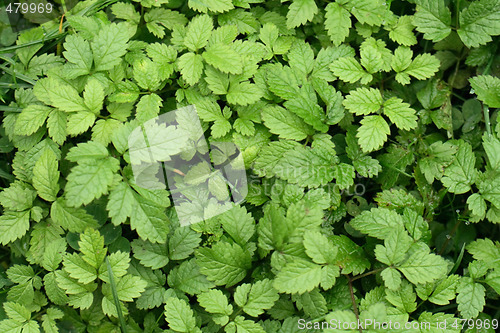 Image of green background