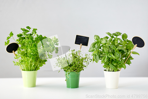 Image of greens or herbs in pots with name plates on table