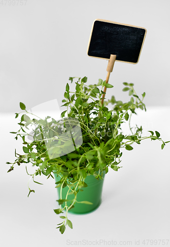 Image of green thyme herb with name plate in pot on table