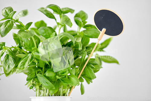 Image of close up of basil herb with name plate in pot