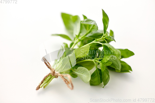 Image of bunch of basil on white background