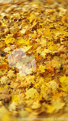 Image of Bright yellow autumn background from fallen golden foliage of ma