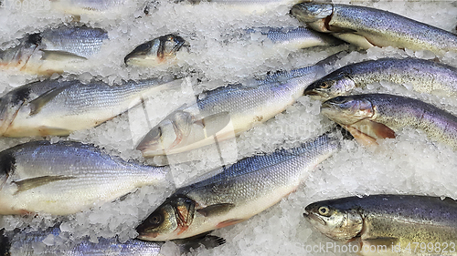 Image of Fresh cooled fish on ice for sale in market