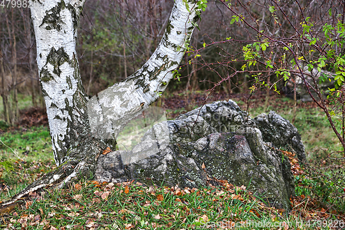 Image of Trunk of a birch on a rock in an autumn park