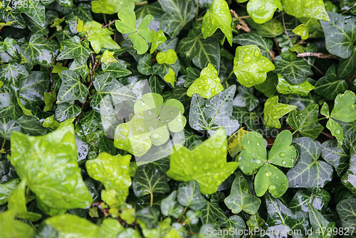 Image of Wet plants with water drops natural bright green background