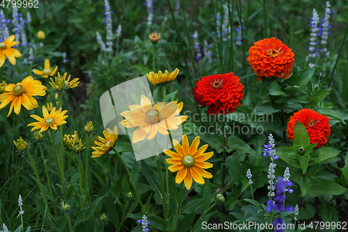 Image of Different beautiful colorful flowers 