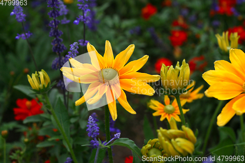 Image of Beautiful rudbeckia yellow flowers, close-up