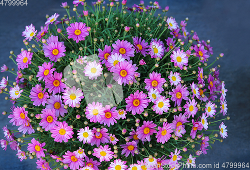 Image of Close-up of bright beautiful flowers