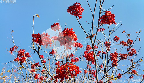 Image of Branches of autumn mountain ash with bright red berries