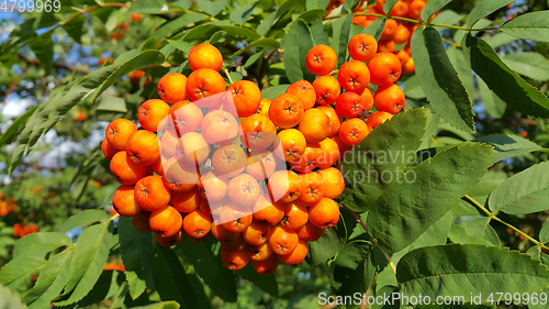 Image of Bright orange clusters of mountain ash