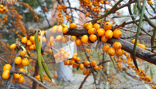 Image of Branch of ripe bright autumn sea buckthorn berries