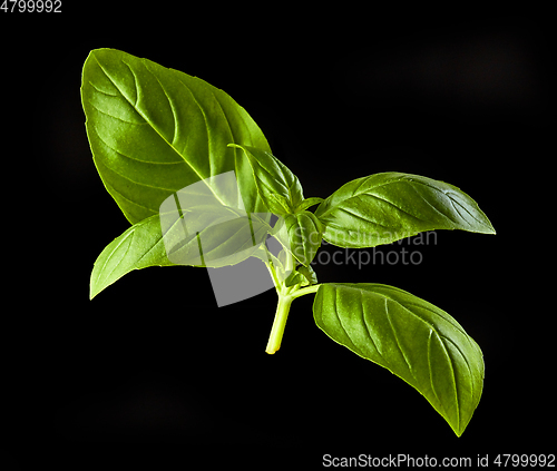 Image of green basil leaf