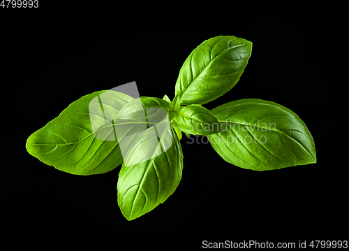 Image of green basil leaf