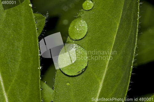 Image of raindrops