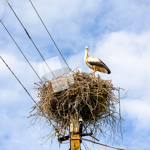 Image of stork nest on an electricity pole