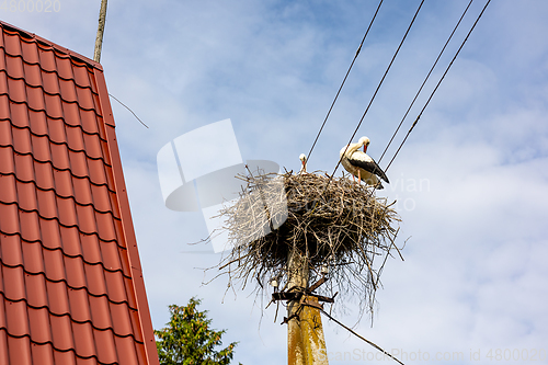 Image of stork nest on an electricity pole