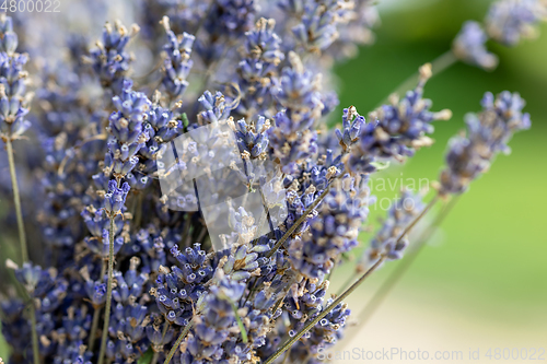 Image of lavender flower bouquet