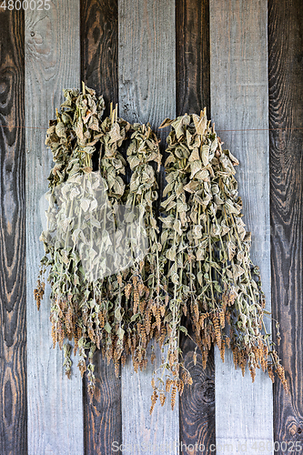 Image of sun-dried mint hangs on a wooden wall