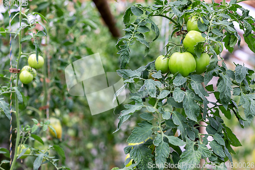 Image of tomatoes growing in a greenhouse