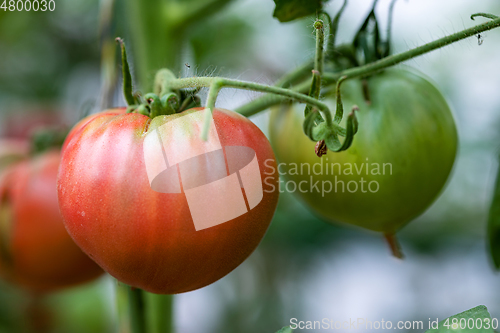 Image of tomatoes growing in a greenhouse