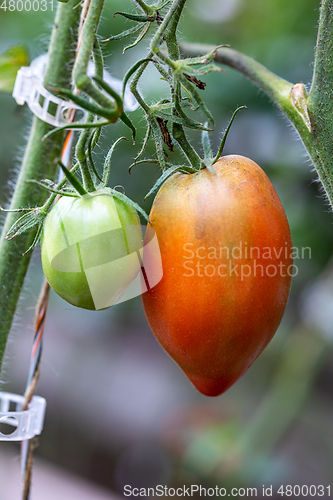 Image of tomatoes growing in a greenhouse