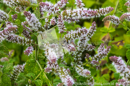 Image of fresh mint flowers in the garden