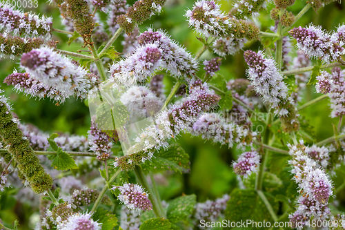 Image of fresh mint flowers in the garden