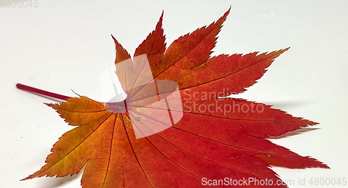 Image of Colored leaf in autumn