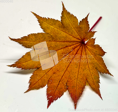 Image of Colored leaf in autumn