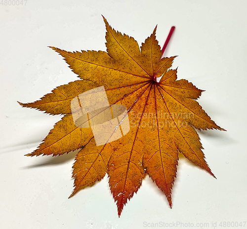 Image of Colored leaf in autumn