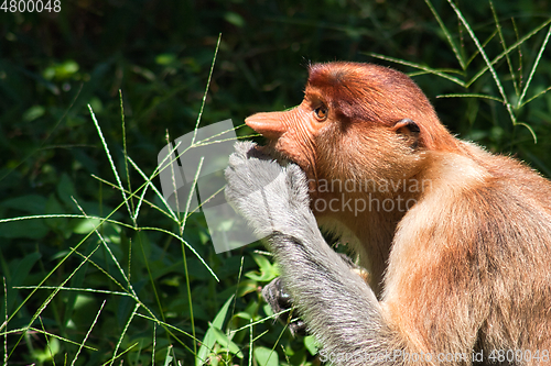 Image of Nose-Monkey in Borneo