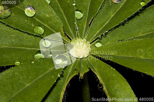 Image of raindrops