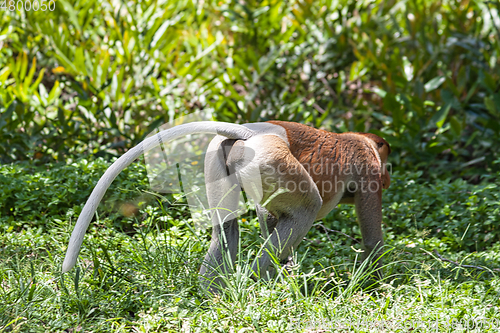 Image of Nose-Monkey in Borneo