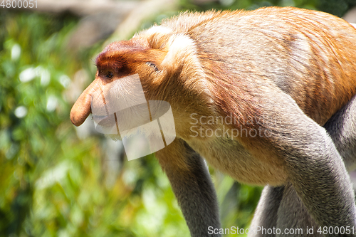 Image of Nose-Monkey in Borneo