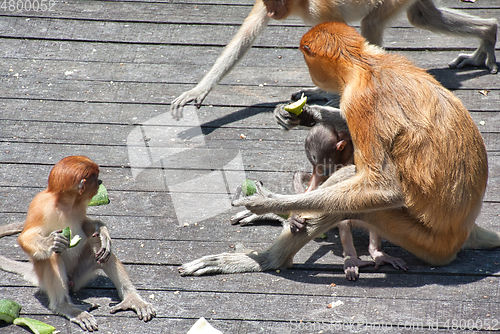 Image of Nose-Monkey in Borneo