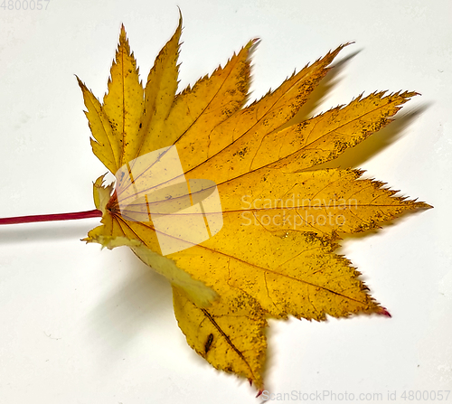 Image of Colored leaf in autumn